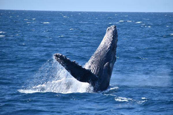 Whale tail