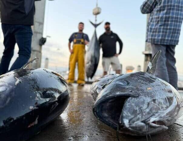 Bluefin Tuna weighing