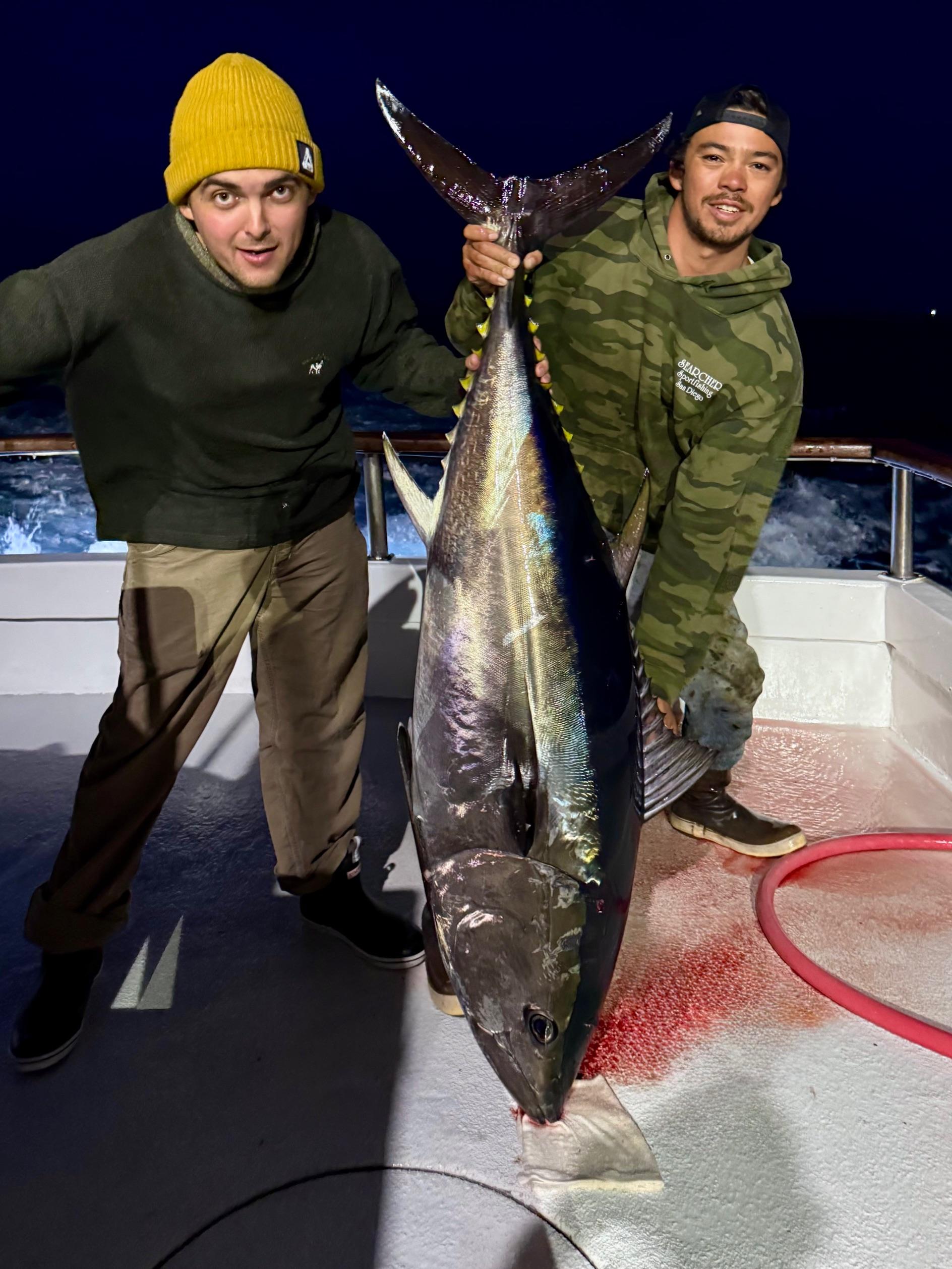Bluefin Bluefin