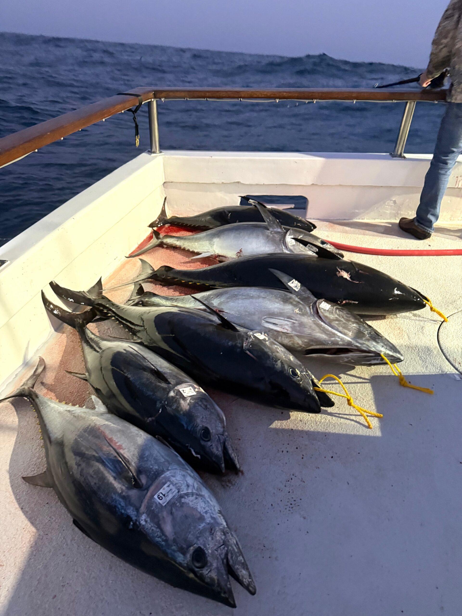 Bluefins Bluefins