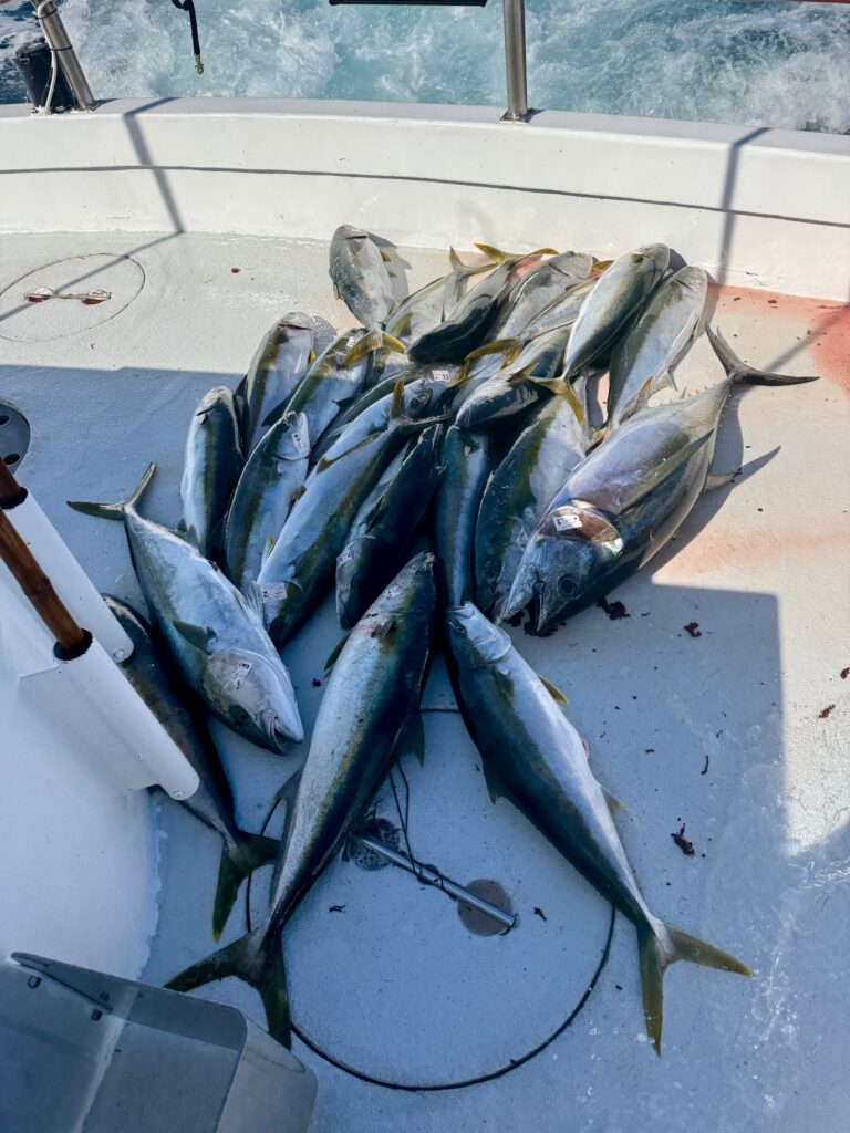 Yellowtail and bluefin