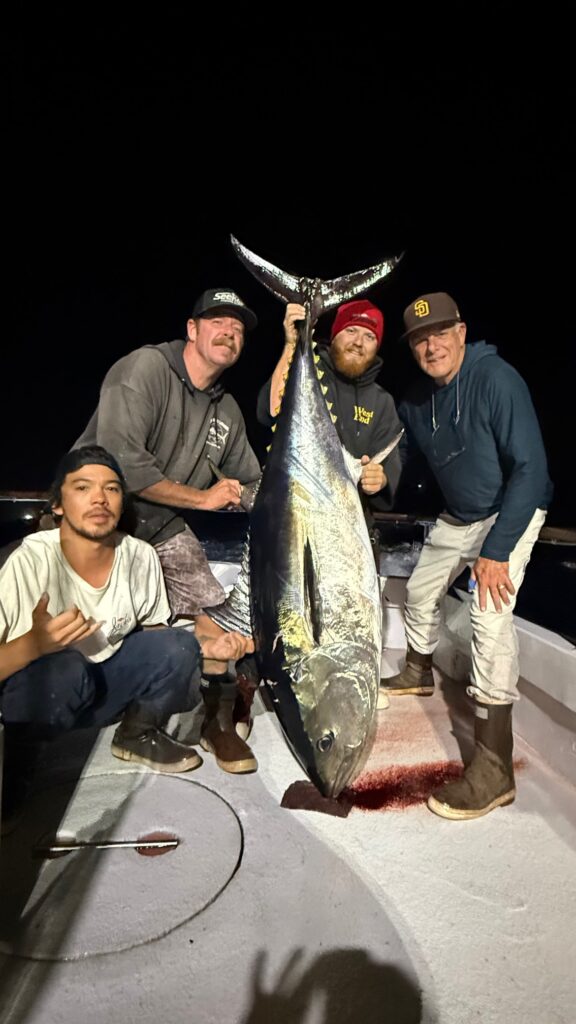 Night Bluefin
