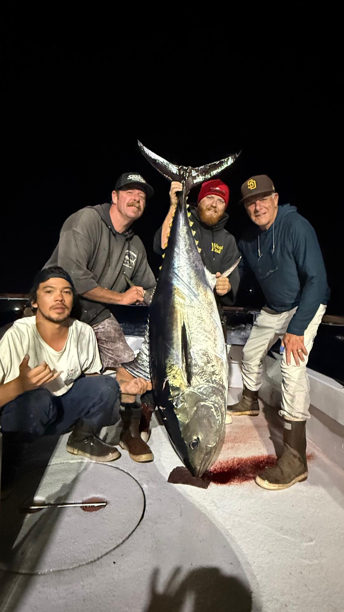 Night Bluefin Night Bluefin