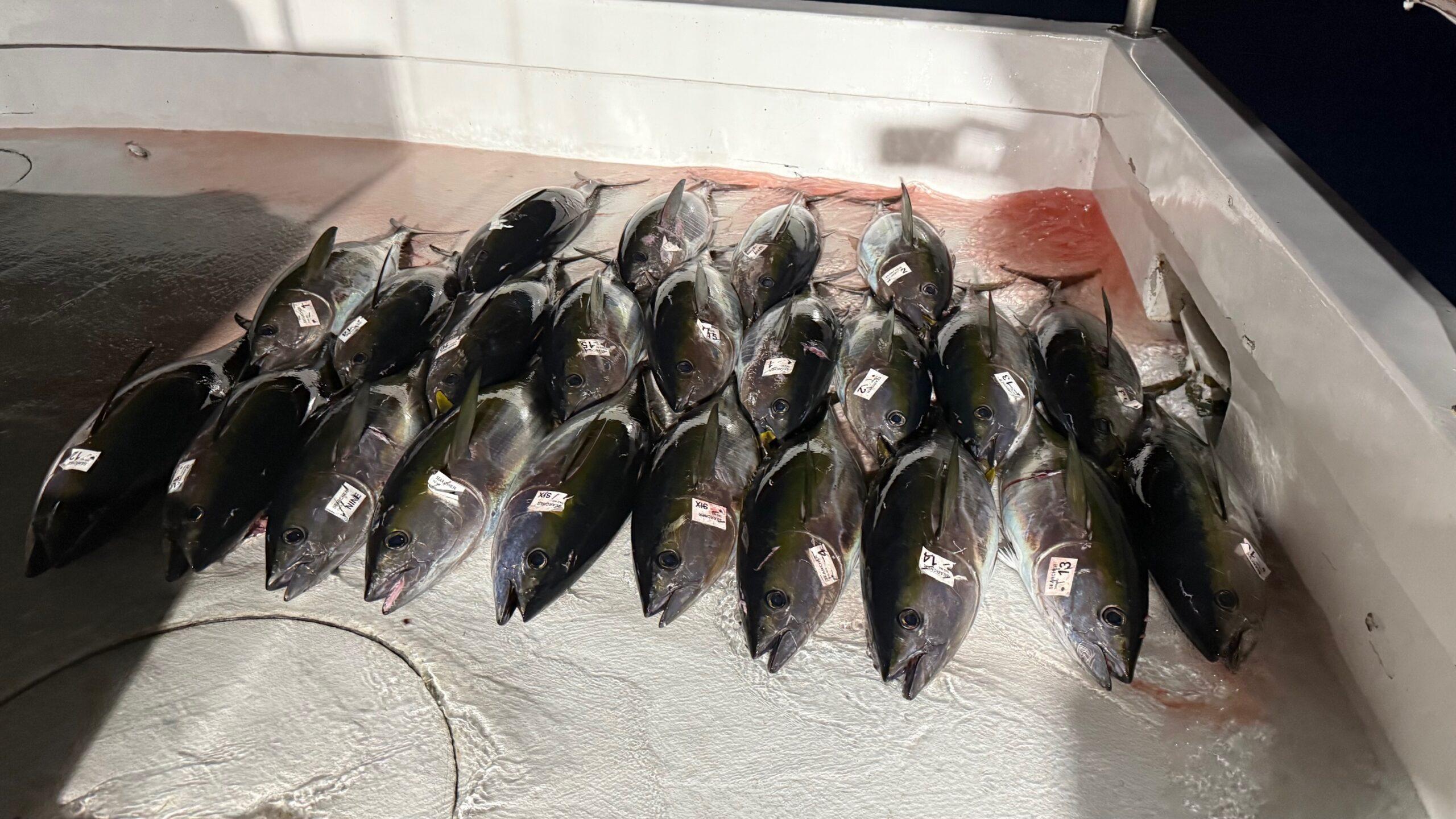 Lots of bluefin